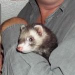 Daughter's new Ferret