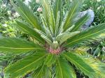 Cycas revoluta with new growth