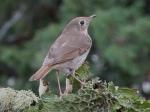 Hermit Thrush