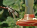 Anna's Hummingbird.