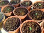 Dwarf Sunflower plants in their pots.