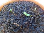 4 new Dwarf Sunflower seedlings.