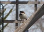 House sparrow