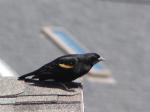 Red winged blackbird