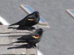 Red winged Blackbirds