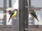 American Goldfinch