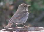 Hermit thrush