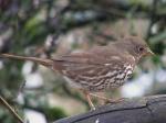 Fox sparrow.