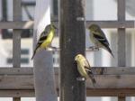 American Gold finch