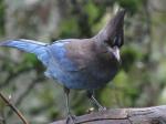 Steller's jay