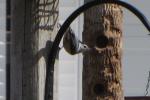 Nuthatch