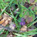 A little bit of Alyssum with the Rain Lily leaves