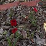 Red Petunias