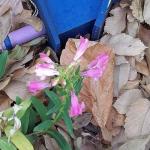 Pink Penstemon