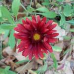 Burgundy Blanket Flower