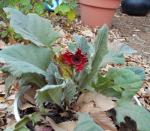 Gerbera Daisy