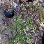 Basil in bloom