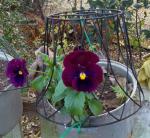 Black Pansies showing off  this morning