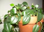 Philodendron