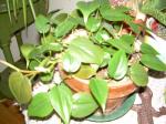 Philodendron