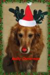 Have a Molly Christmas