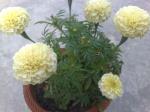 White Marigold 1