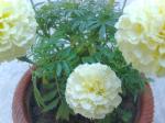 White marigold 2