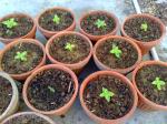 10 Dwarf Sunflowers in their pots.