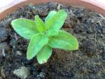 Dwarf Sunflower on 27th Dec.