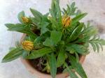 Gazania Sunburst opening up 1