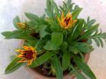 Gazania Sunburst opening up 2