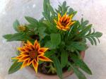 Gazania Sunburst opening up 3