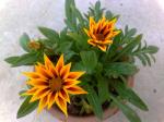 Gazania Sunburst opening up 4