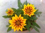 Gazania Sunburst opening up 5