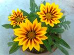 Gazania Sunburst opening up 6