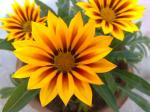 Gazania Sunburst opening up 7