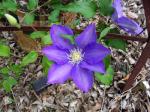 One of the first Clematis blooms