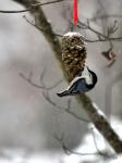 White Breasted Nuthatch