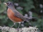 American robin