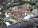 Fox Sparrow