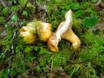 chantrelle mushrooms past their prime