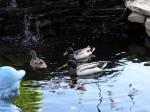 Three Mallards