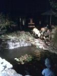 Nitetime at the Pond
