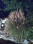 Japanese Ornamental Grass