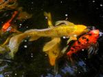 Koi