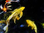 Butterfly Koi