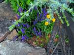 Victoria Salvia