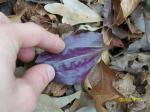 Crane-Fly Orchid