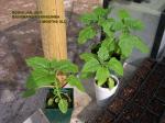 Brugmansia Sanguinea, 3