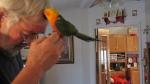 Our sun conure